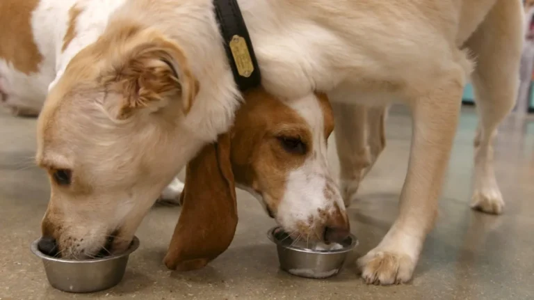 “Nationwide Dog Food Recall: FDA Alerts on Salmonella and Listeria Risks”